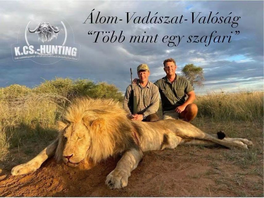 Halott hím oroszlán Afrikában Kaprinyák Tiborral